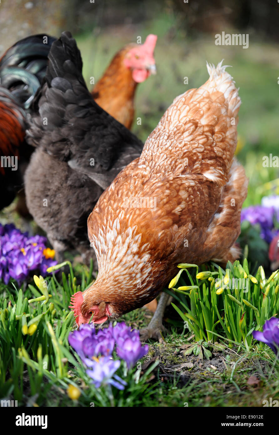 Free range chickens amongst crocuses UK Stock Photo Alamy
