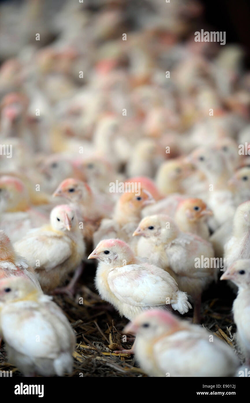 A barn of chicks being raised on a chicken farm, Gloucestershire UK