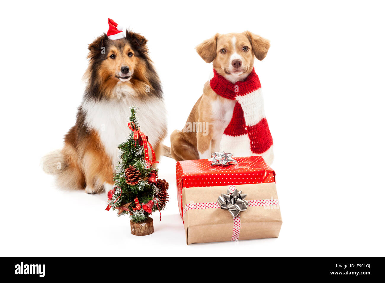 Gifts and christmas tree in front of two dogs over white background ...
