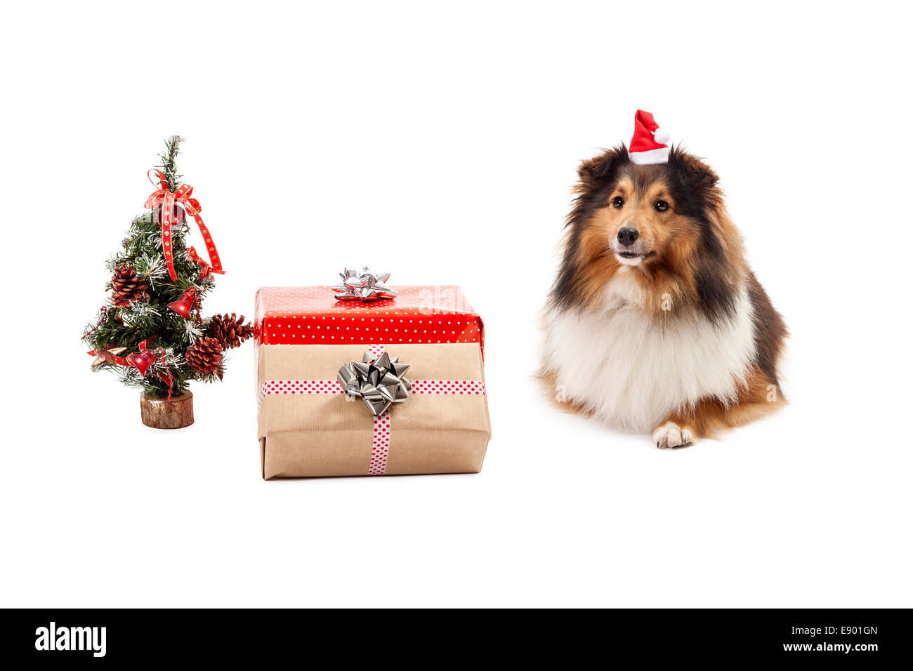 Shetland sheepdog with gifts and christmas tree over white background