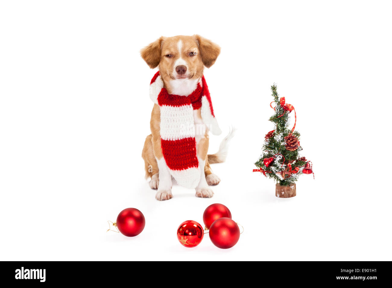 Cute dog with christmas tree and baubles over white background Stock ...