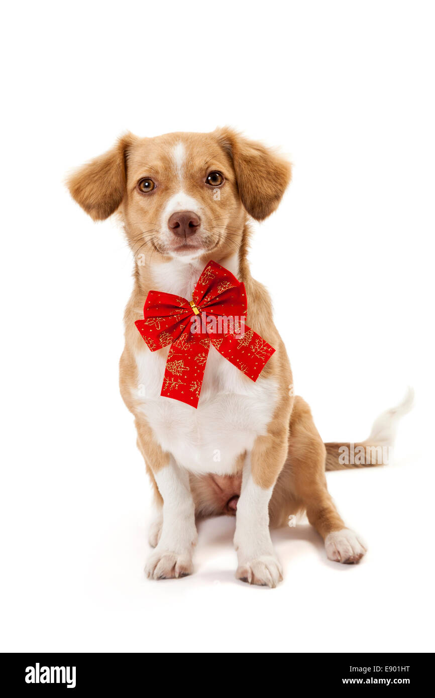 Cute dog wearing red bow isolated over white background Stock Photo Alamy