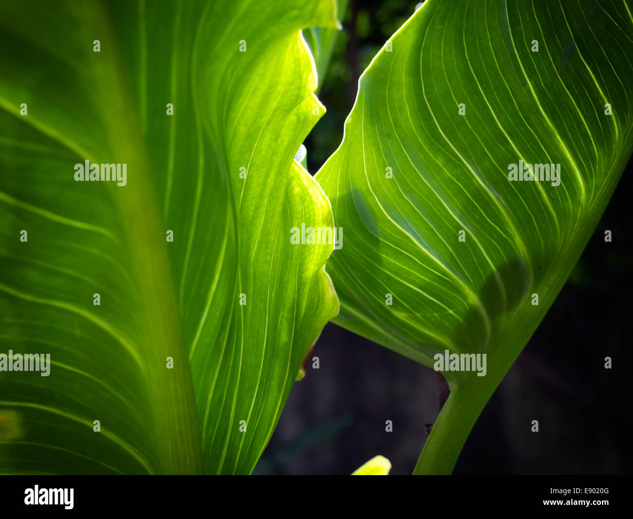 Closeup view of a leaves of some tropical plant Stock Photo - Alamy