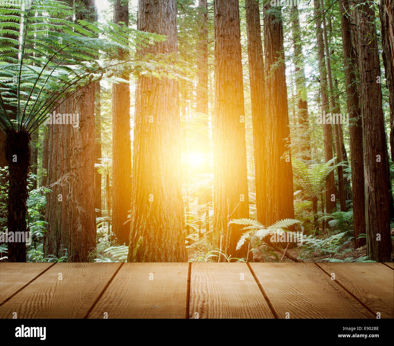 Sunlight in redwood trees forest Stock Photo