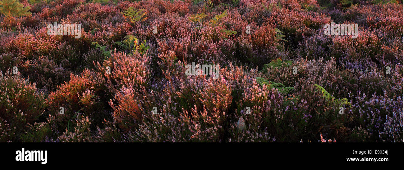 Misty morning sunrise; Bratley Plain, New Forest National Park; Hampshire County; England; Britain, UK Stock Photo