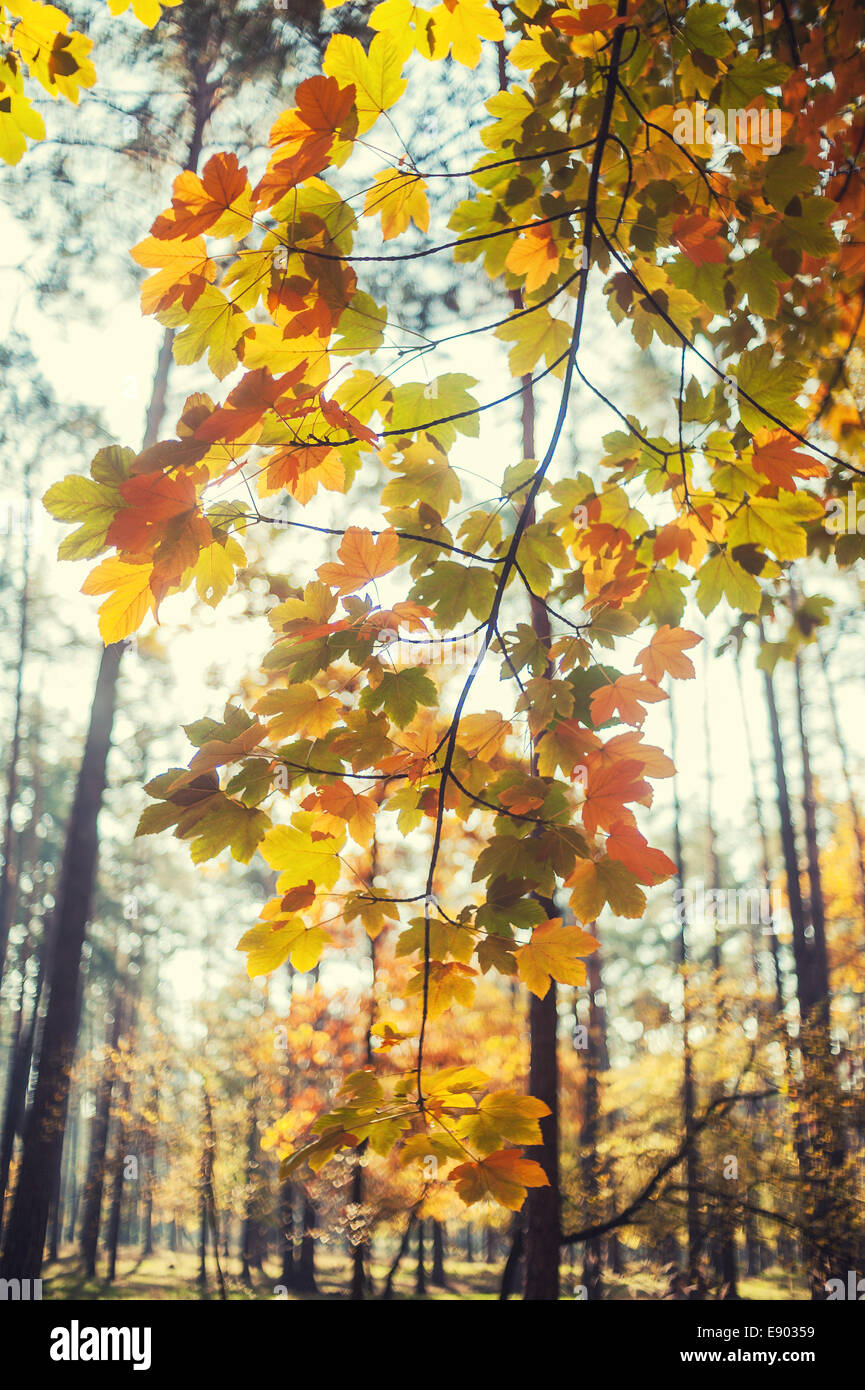 Yellow autumn maple leaves on a tree Stock Photo - Alamy