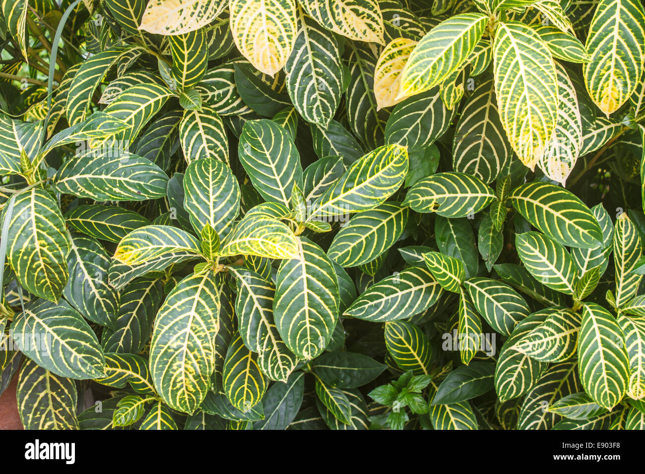 beautiful green leaf background in summer garden Stock Photo - Alamy