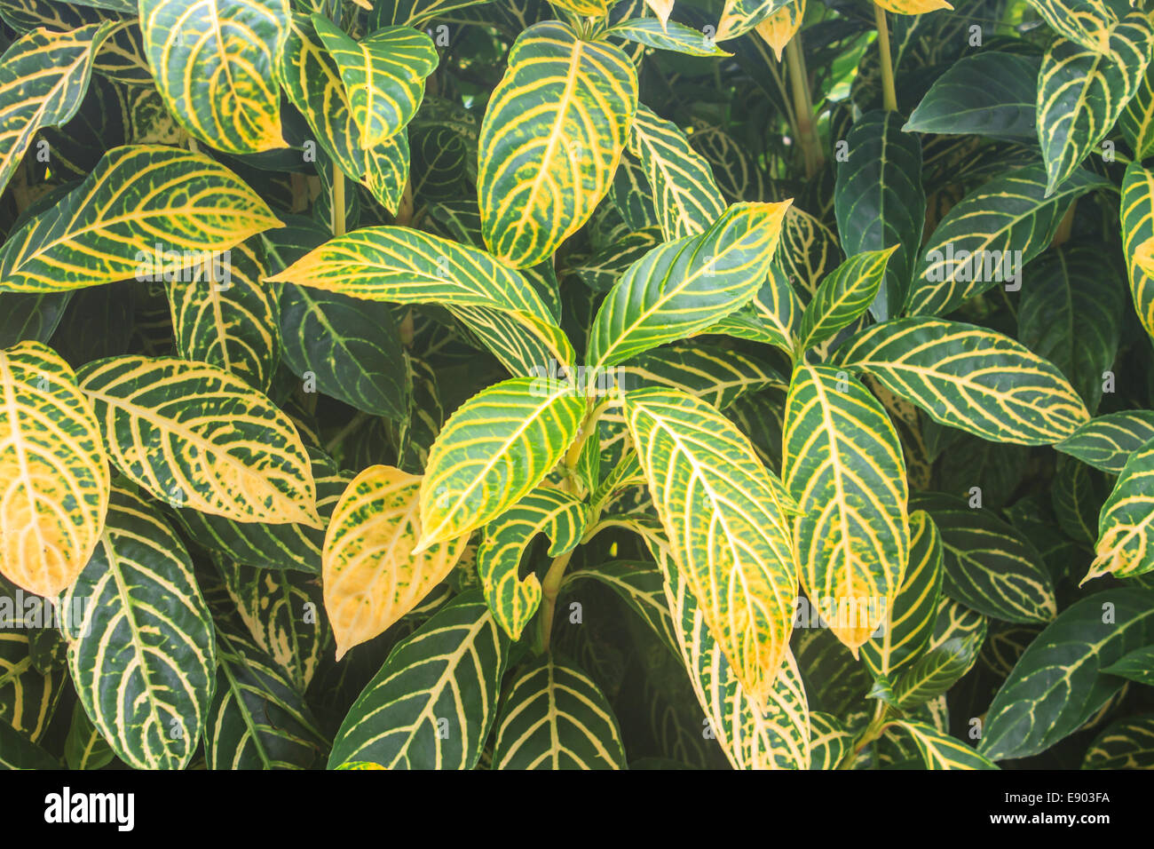 beautiful green leaf background in summer garden Stock Photo - Alamy
