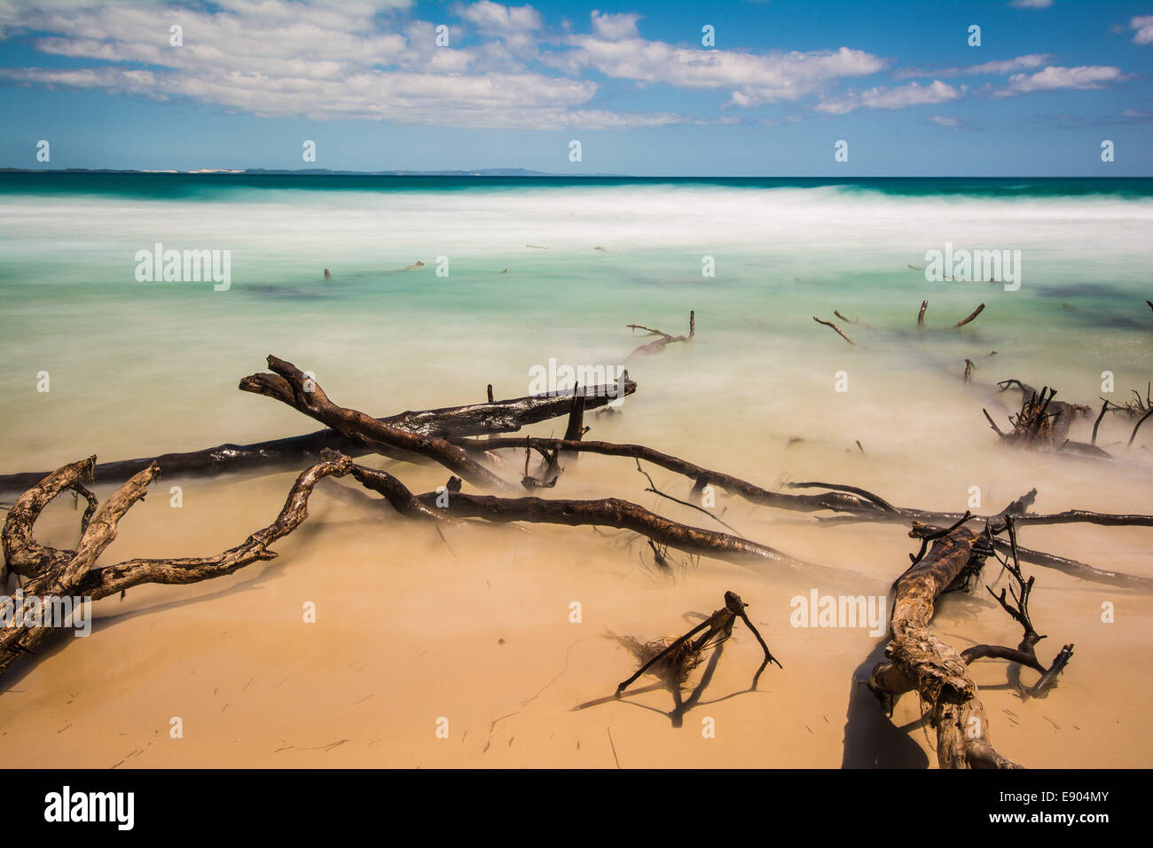 Dead trees in the surf near Adder Rock, North Stradbroke Island, Queensland, Australia Stock Photo