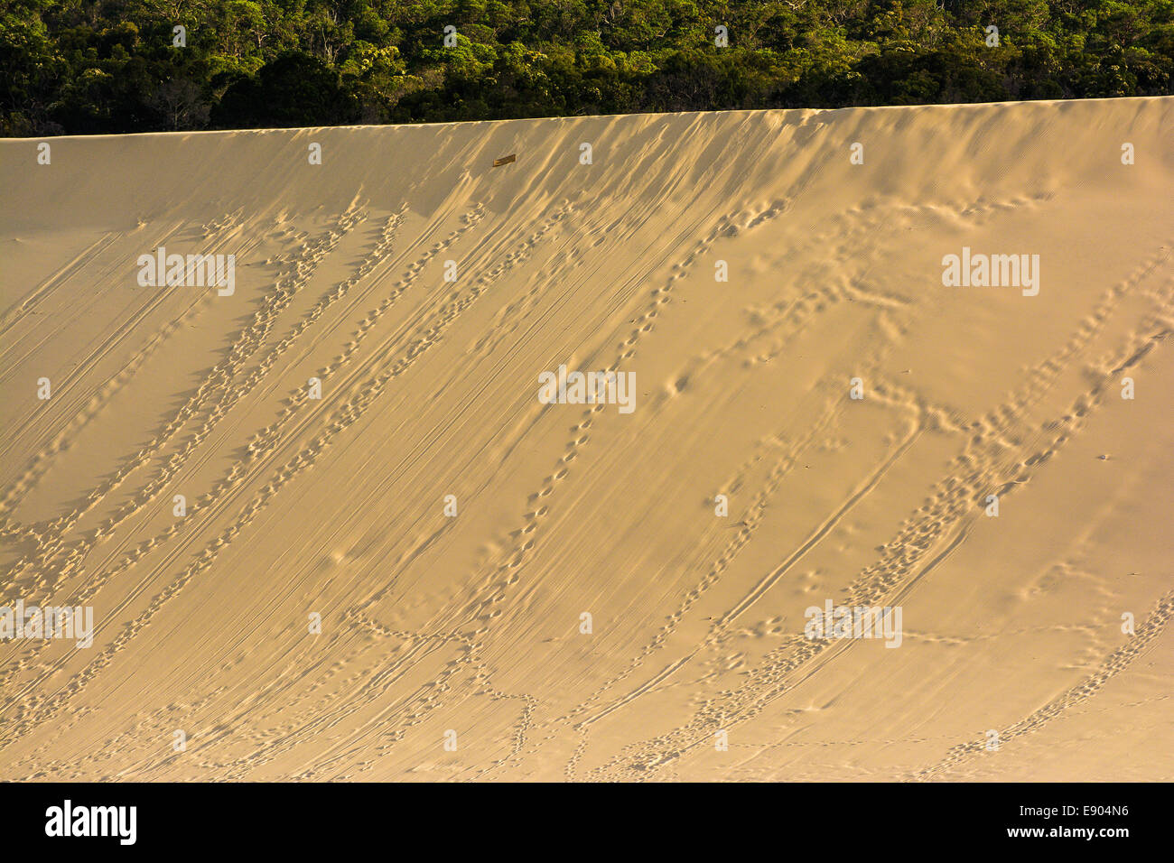 Footprints on sand dunes, The Desert, Moreton Island, Queensland, Australia Stock Photo