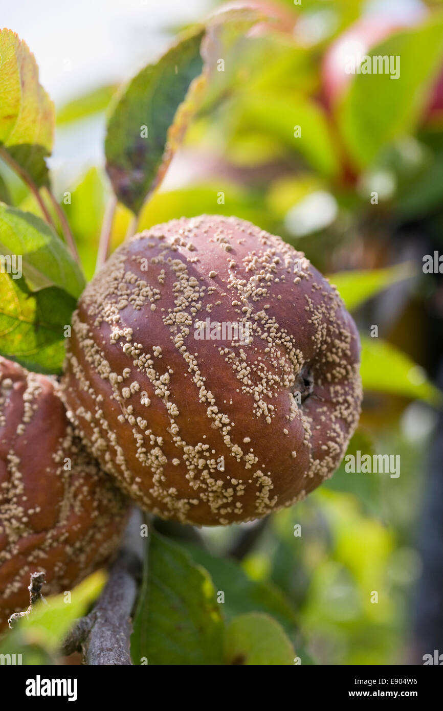 Monilinia. Brown rot on apples in an English Orchard. Stock Photo