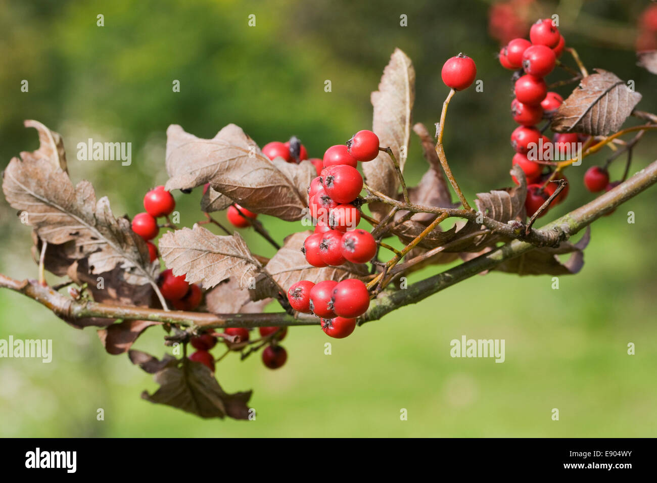 Sorbus borbasii berries in Autumn. Stock Photo