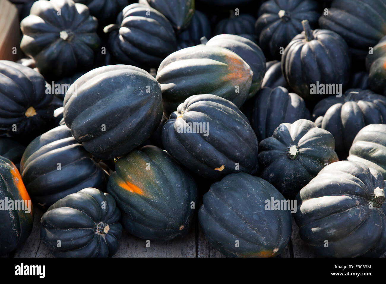 Pumpkins Squash and Gourds on display E USA Stock Photo Alamy