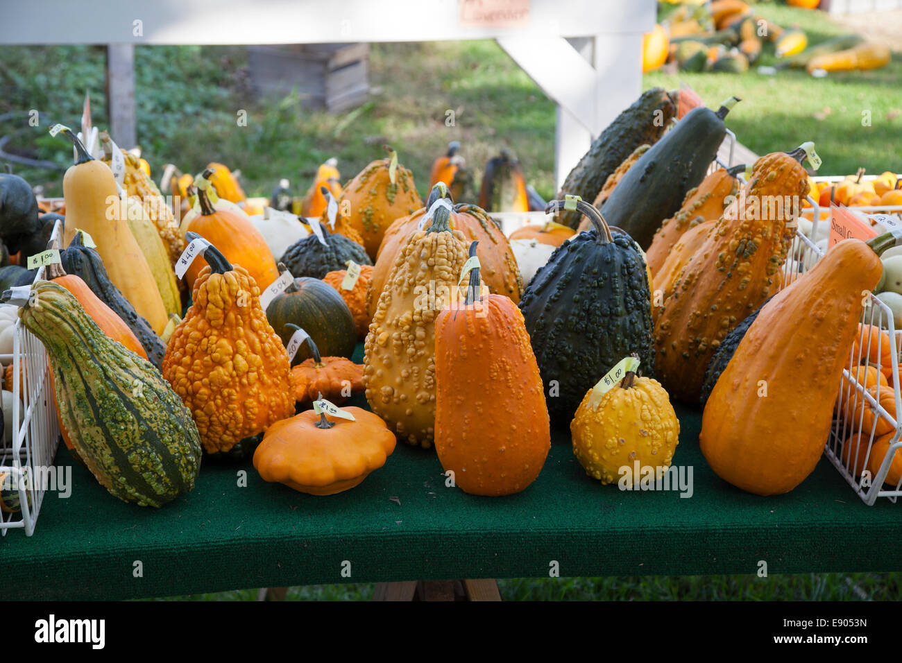 Pumpkins Squash and Gourds on display E USA Stock Photo