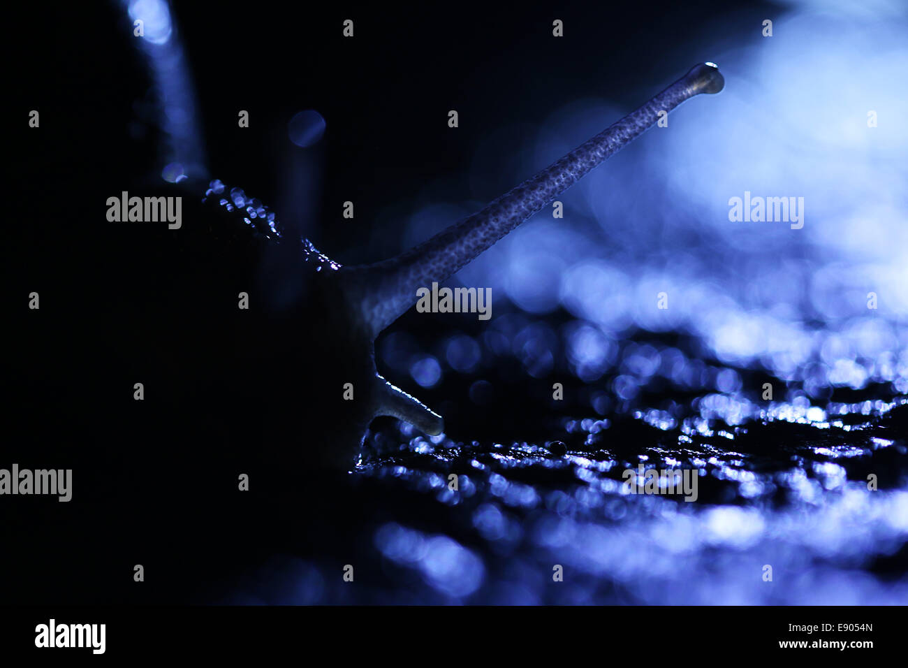A snail. At Night. On Tarmac Stock Photo Alamy