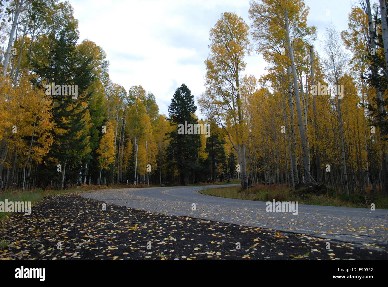 Aspen Trees in Fall Stock Photo