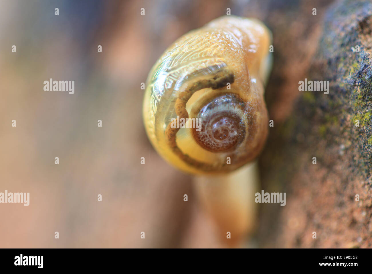 snail on the trunk tree in forest Stock Photo