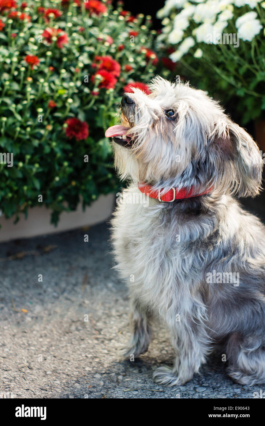 A small mixed breed dog wearing a red collar sits among some potted flowers on a patio Stock Photo