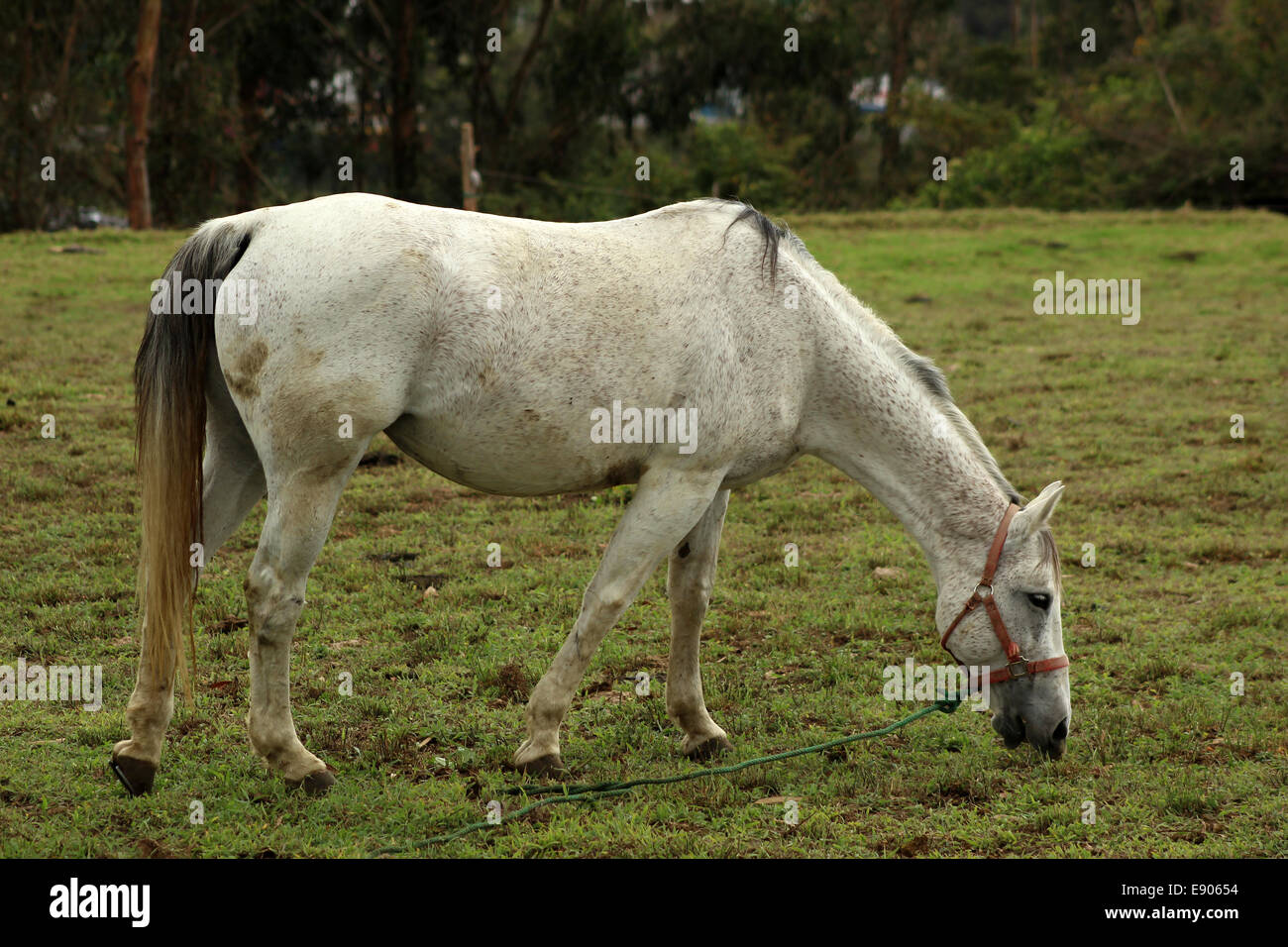 A horse standing in a pasture on a farm in Cotacachi, Ecuador Stock Photo