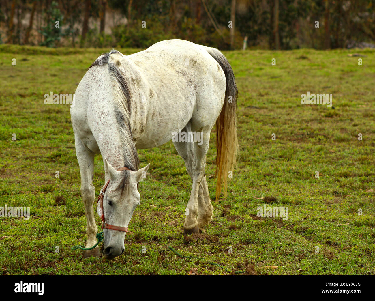 A horse standing in a pasture on a farm in Cotacachi, Ecuador Stock Photo