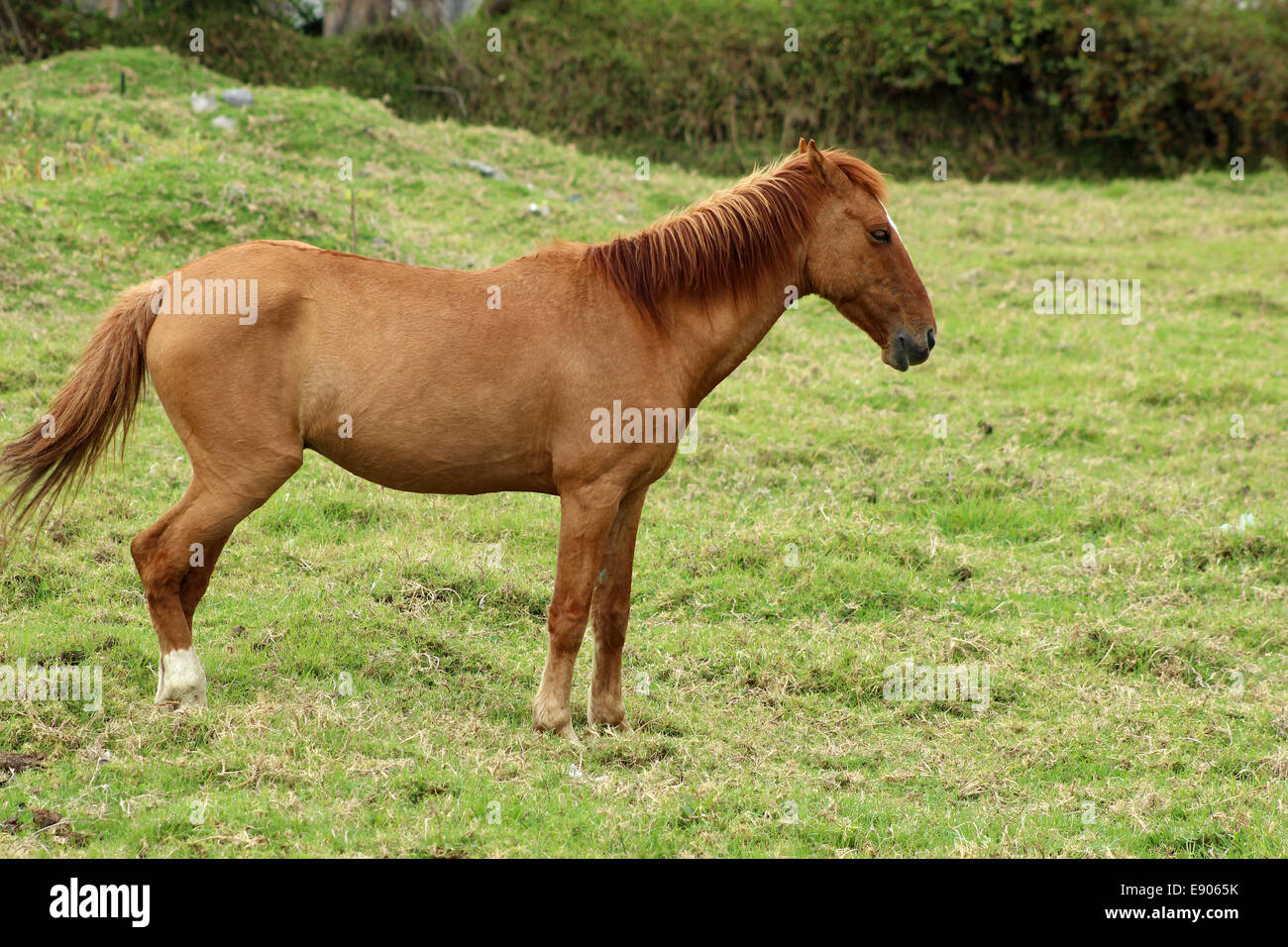 A horse standing in a pasture on a farm in Cotacachi, Ecuador Stock Photo