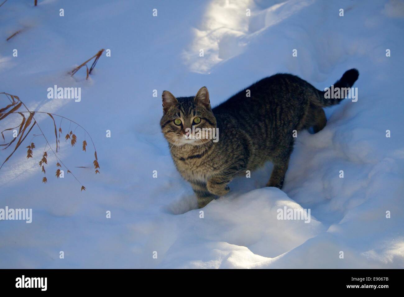 Feral brown tabby cat in snow. Stock Photo