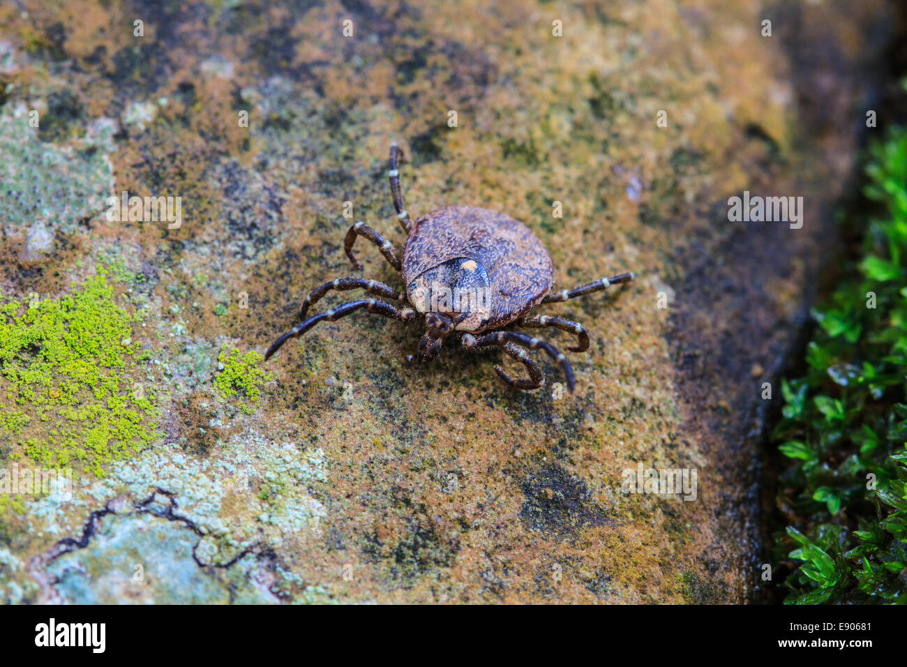 Parasite tick on ground, insect in nature Stock Photo Alamy