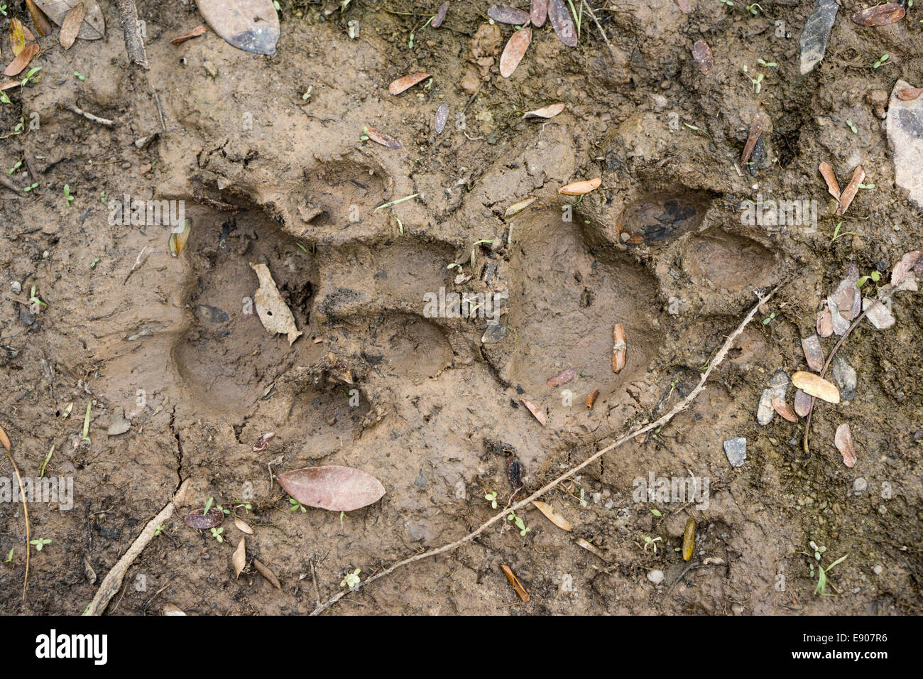 Top view of Jaguar pawprint over mud in Pantanal, Brazil Stock Photo ...