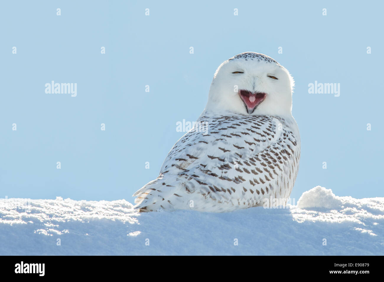 Snowy owl yawning, which makes it look like it's laughing Stock Photo ...