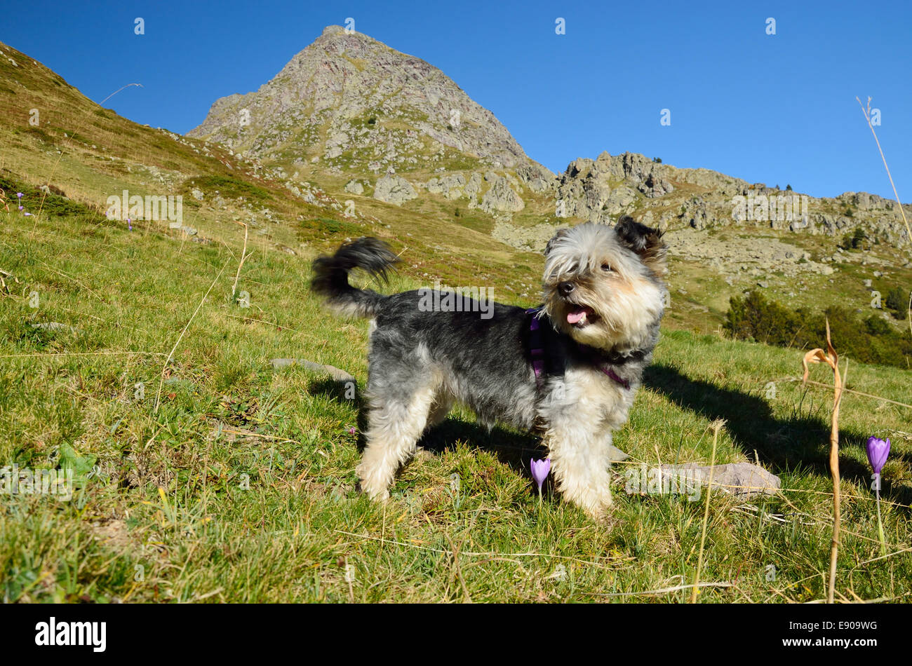 Pyrenees Dog Fall Dog in the autumn Pyrenees Stock Photo - Alamy