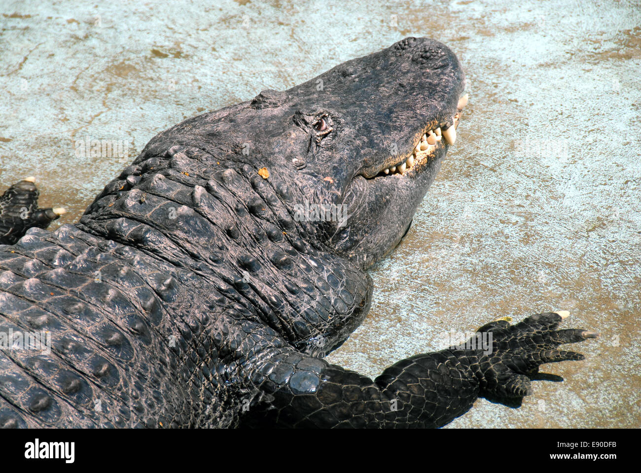Crocodile Stock Photo - Alamy