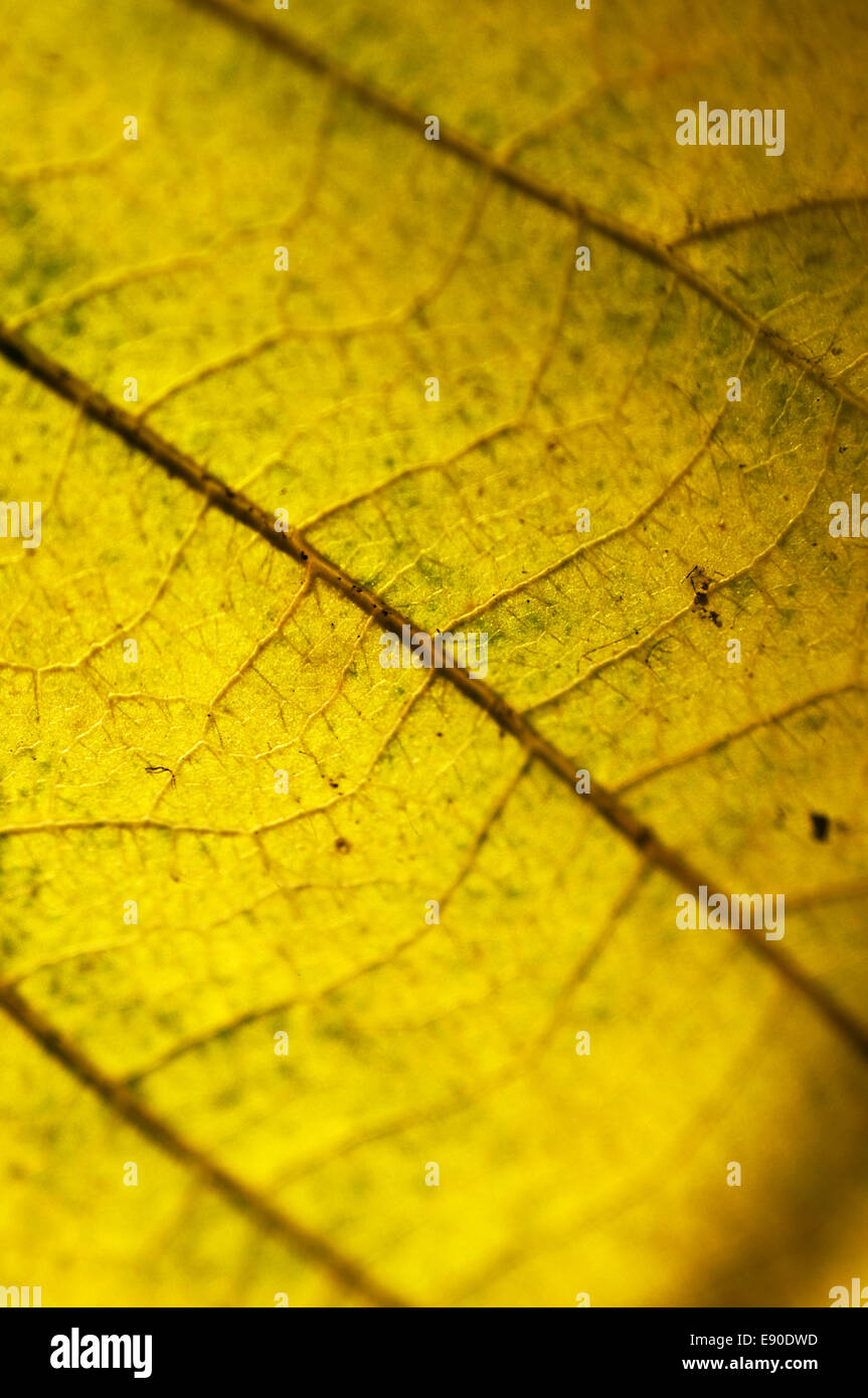 Leaf structure Stock Photo