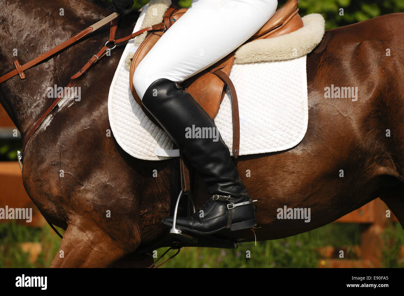 Horse&#39;s legs Stock Photo