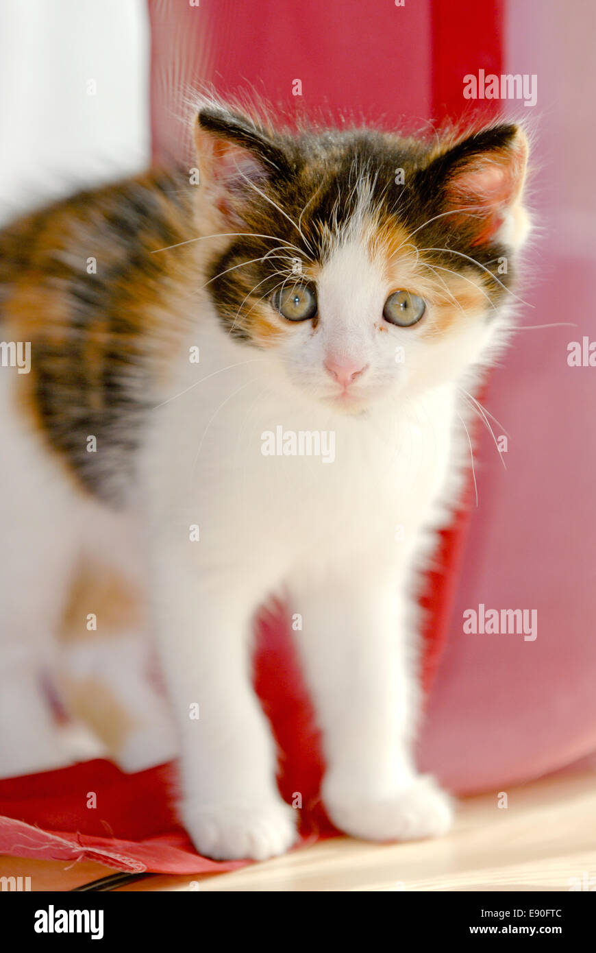 Kitten Stock Photo