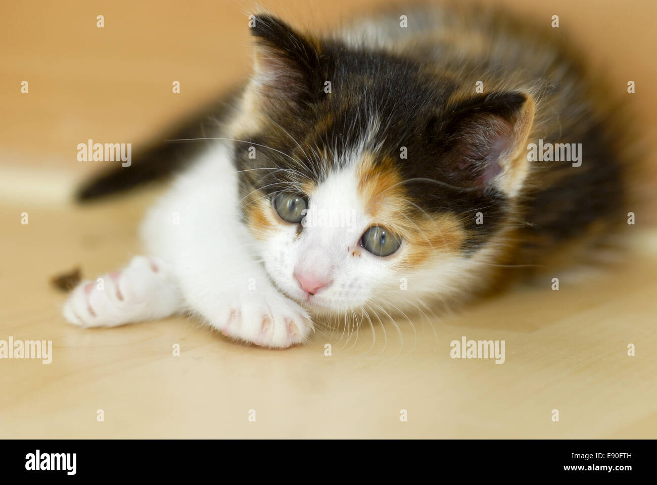 Kitten Stock Photo