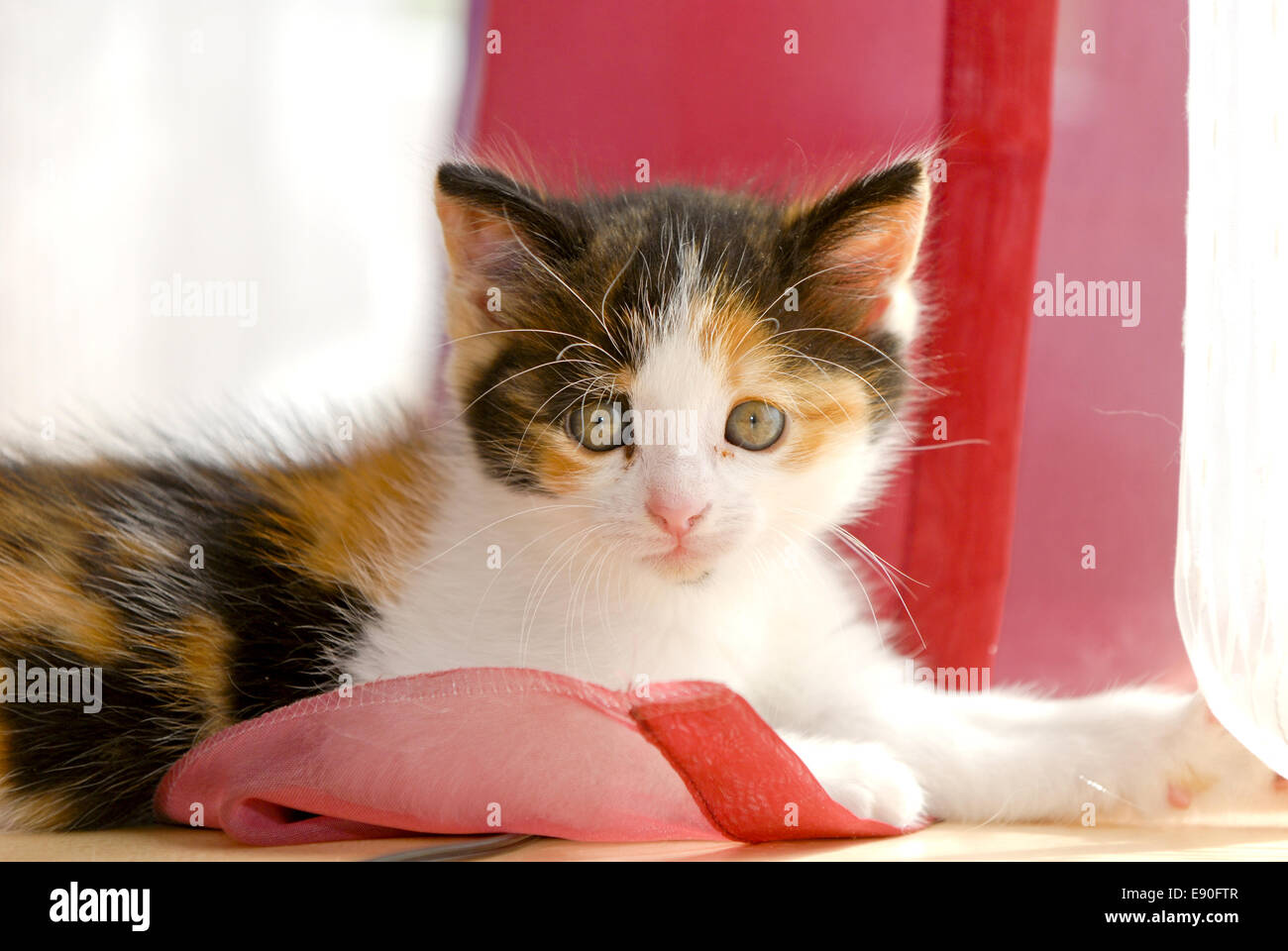 Kitten Stock Photo
