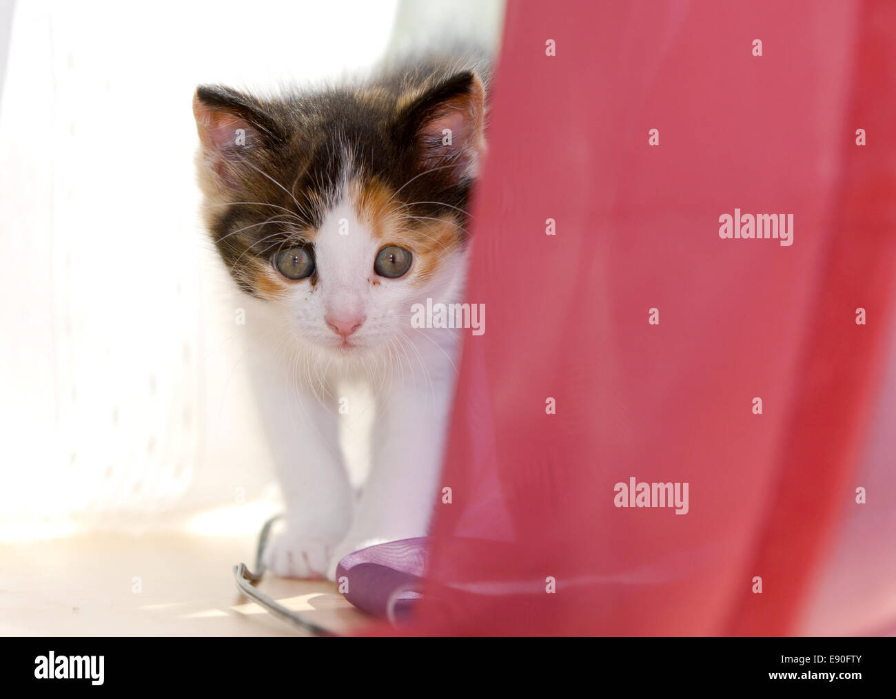 Kitten Stock Photo