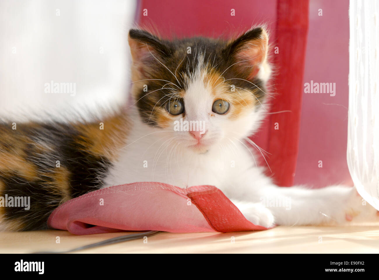 Kitten Stock Photo