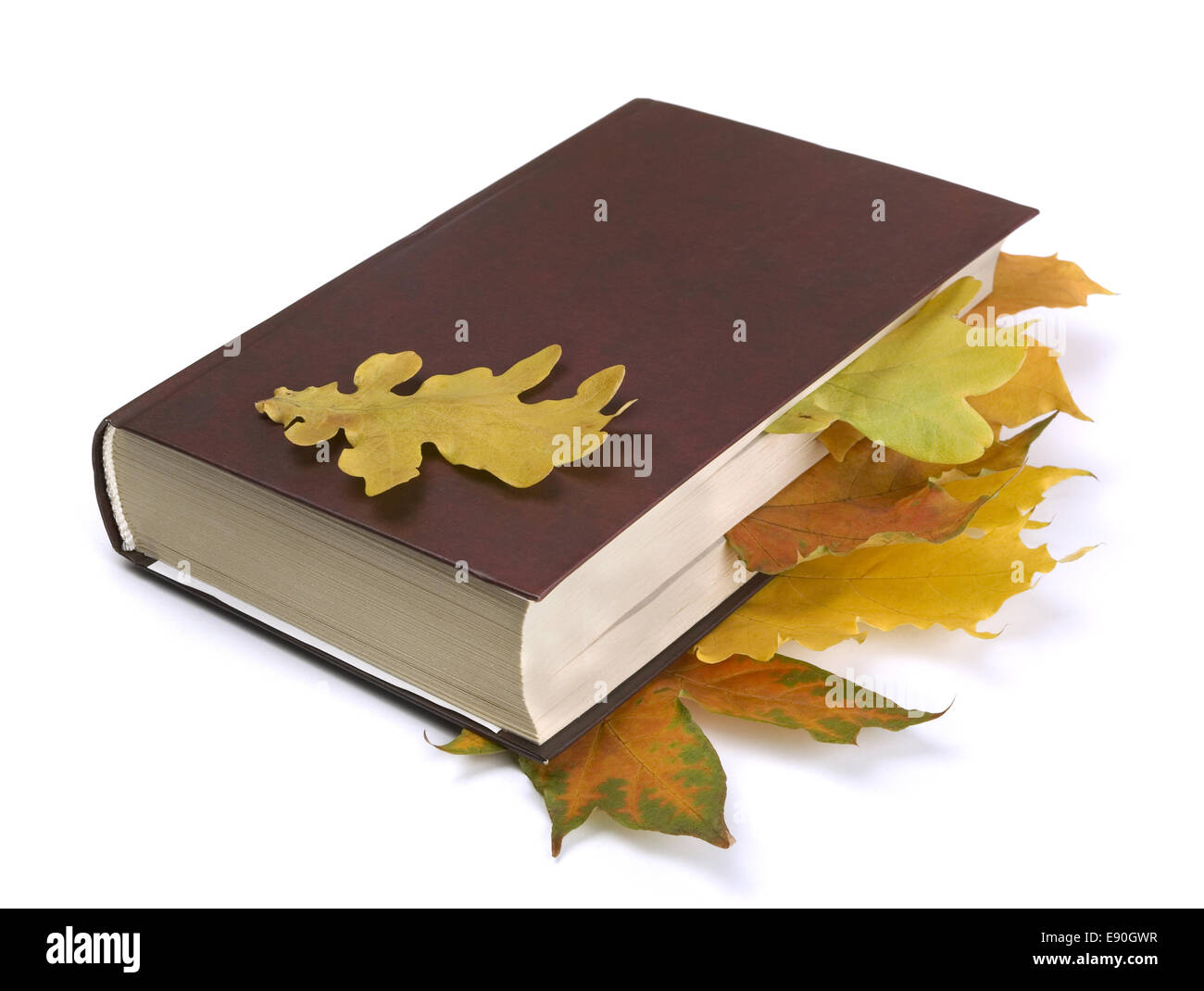 Autumn  leaves in the book Stock Photo