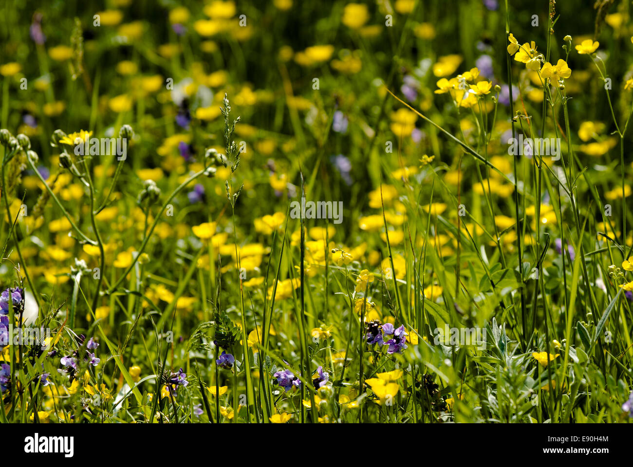 Spring Meadow Stock Photo