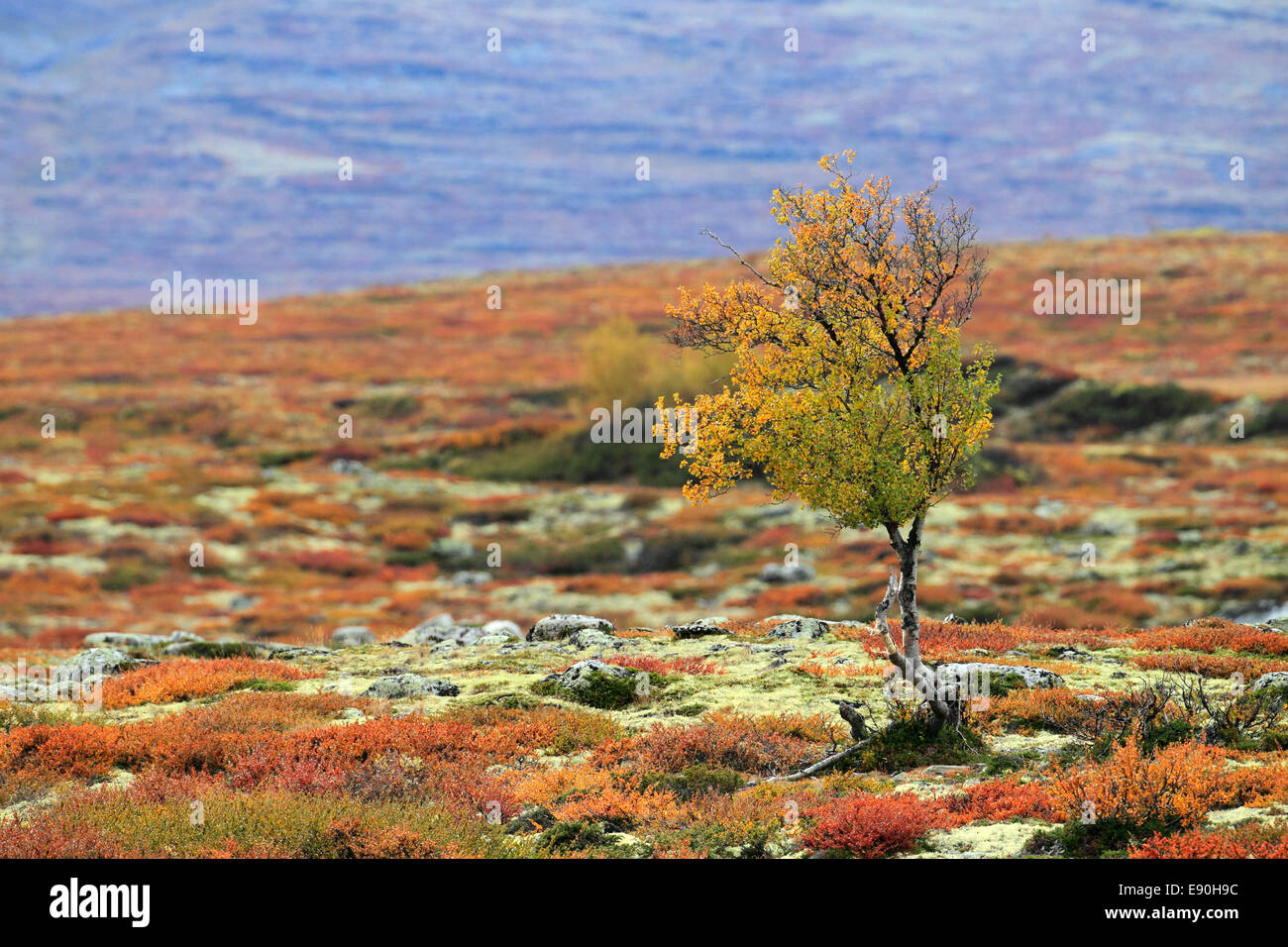 Dovre Nationalpark Norway Stock Photo