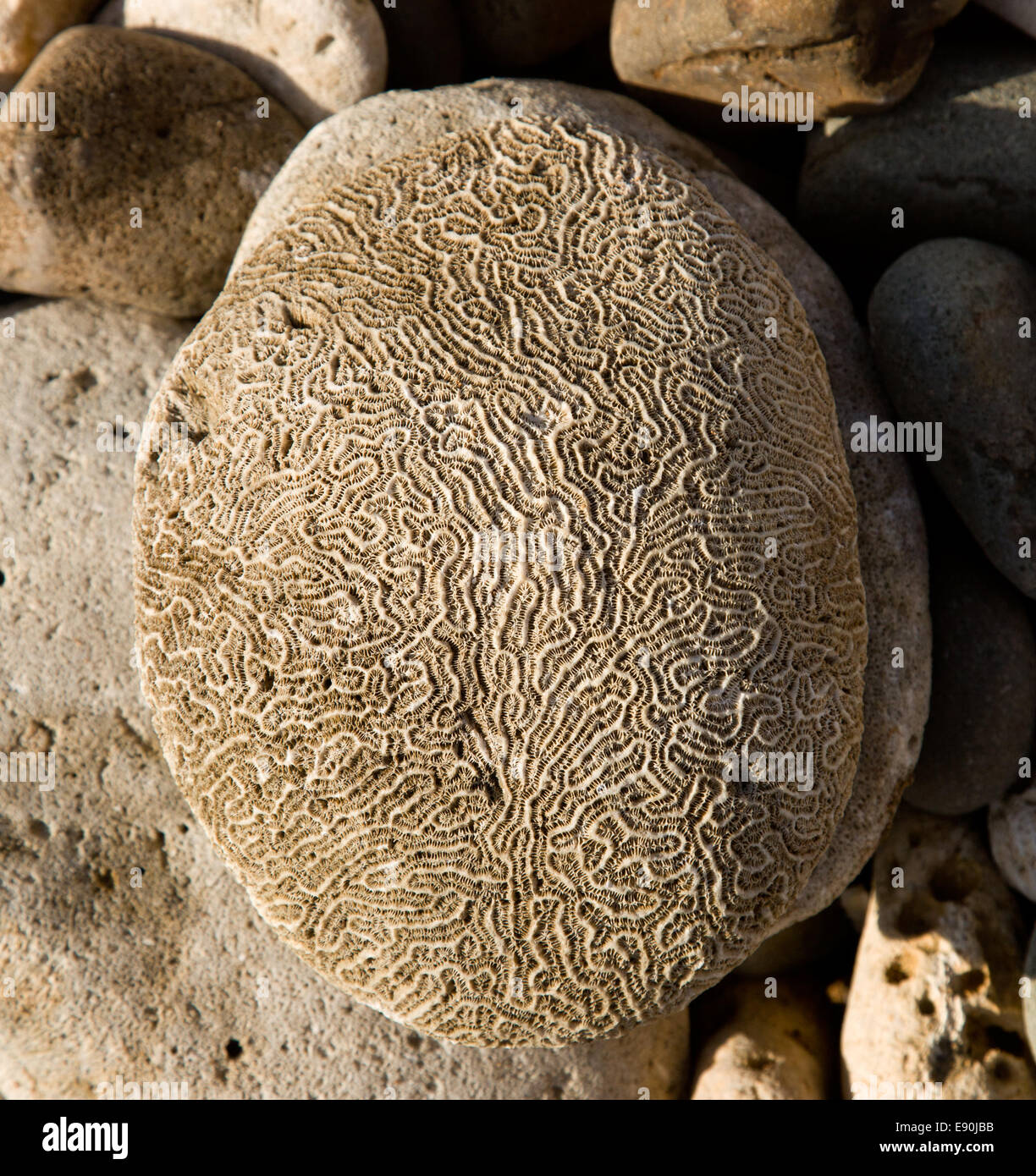 Rippled rock looking like brain Stock Photo