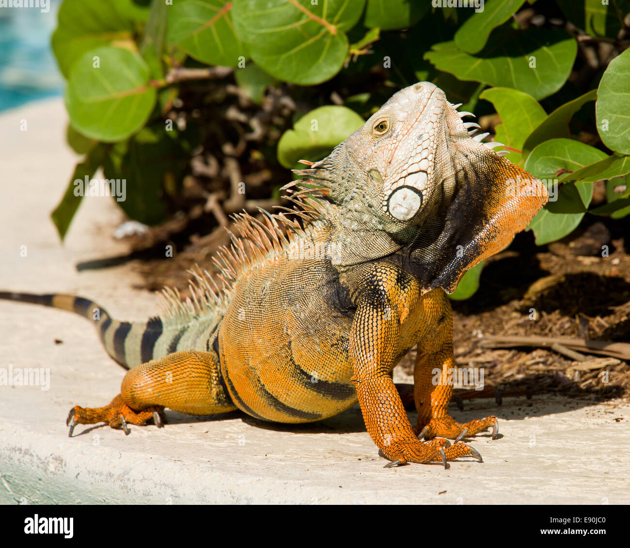 Iguana iguana mating hi-res stock photography and images - Alamy