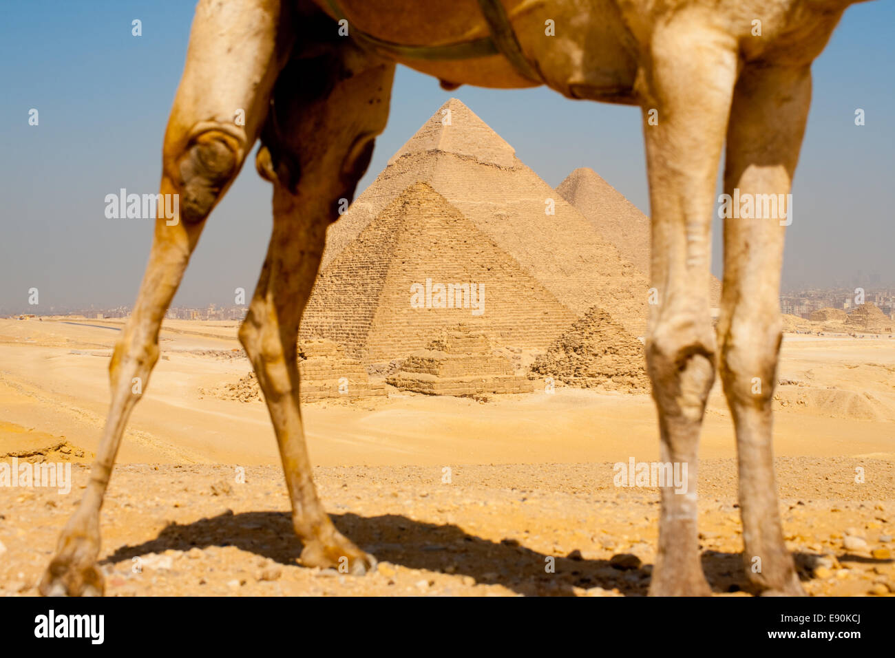 Pyramids Through Camel Legs Stock Photo