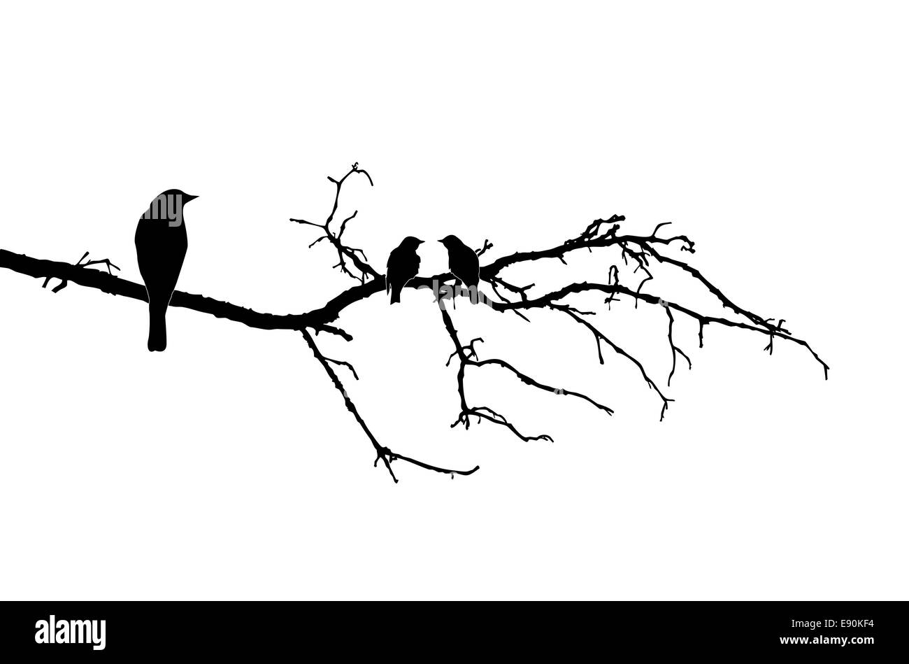 silhouette of the birds on branch Stock Photo