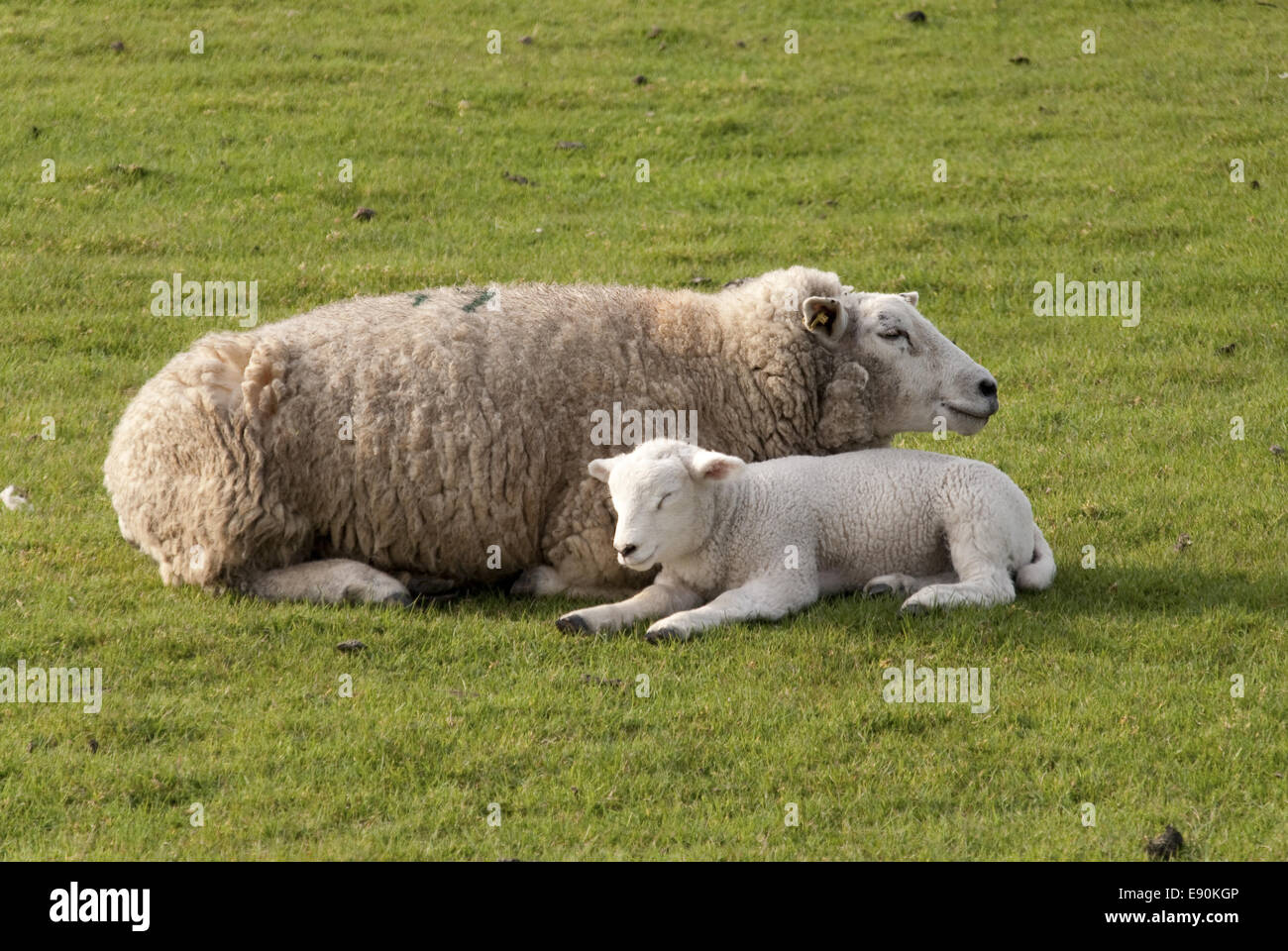lambs Stock Photo