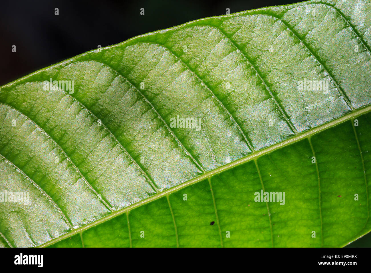 Abstract green leaf texture for background, close up nature Stock Photo ...
