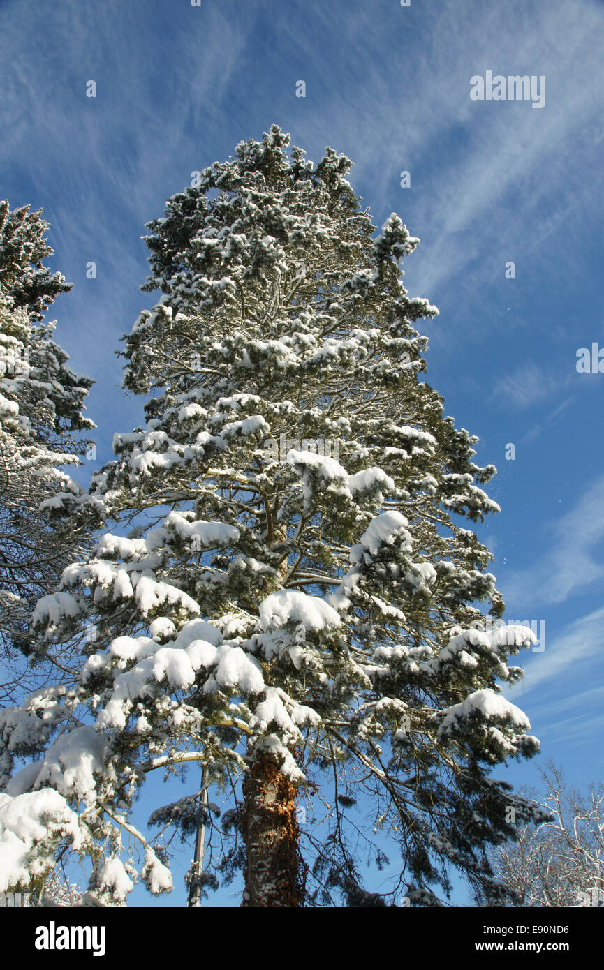 Abies concolor, Kolorado Tanne, white fir Stock Photo
