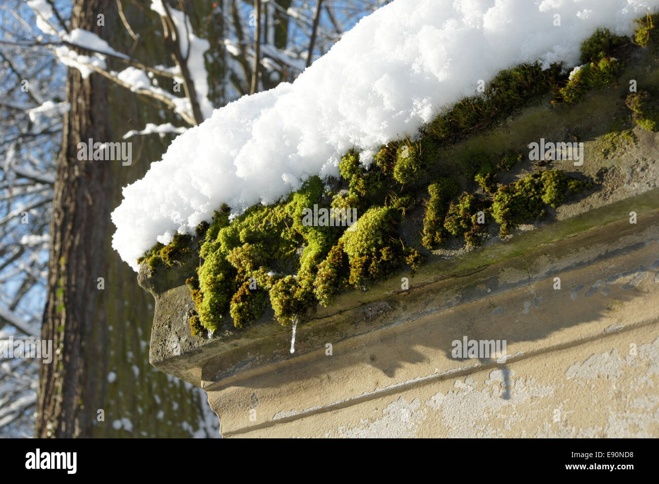 Moos mit Schnee, moss with snow Stock Photo