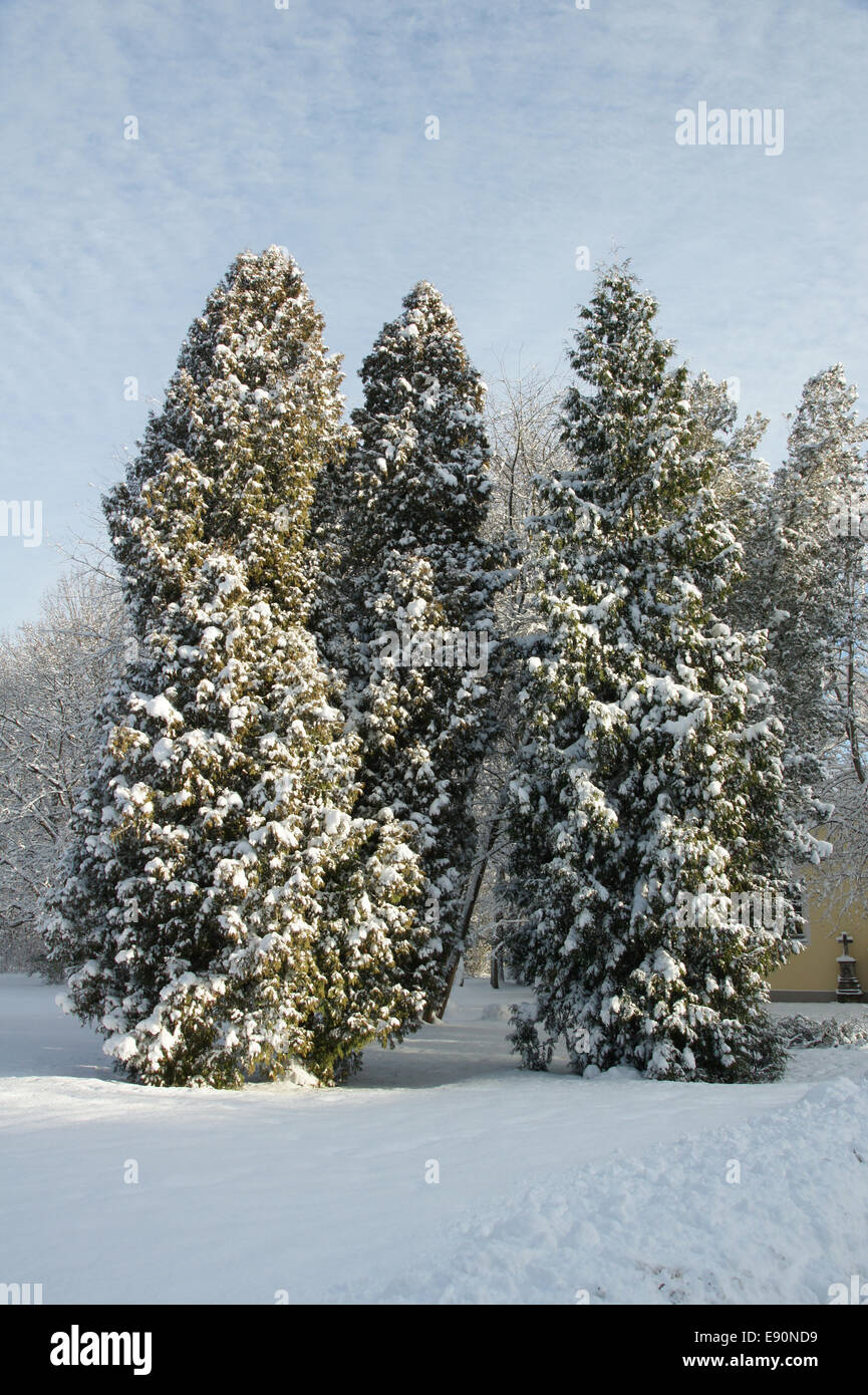 Thuja occidentalis, Thujen, white cedars Stock Photo